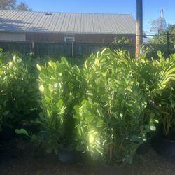 Clusias Perfect For Privacy All Sizes Available Starting At Five Dollars