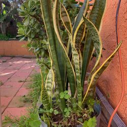 SNAKE PLANT, Donkeys Ear., Orejas De Burro