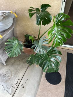 Plant