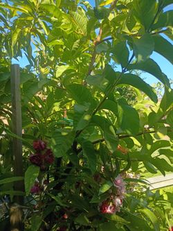 sweet guava plant