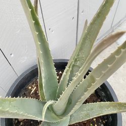 Aloe Vera Plant