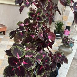 Coleus Plant 
