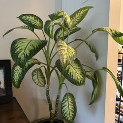 Dieffenbachia House Plant 