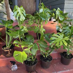 Healthy Monstera Deliciosa Plant