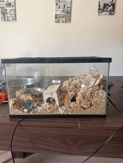 Animal Hamster Gerbil Cage