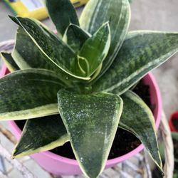 Dwarf Sansevieria “Snake Plant”Indoor Plant
