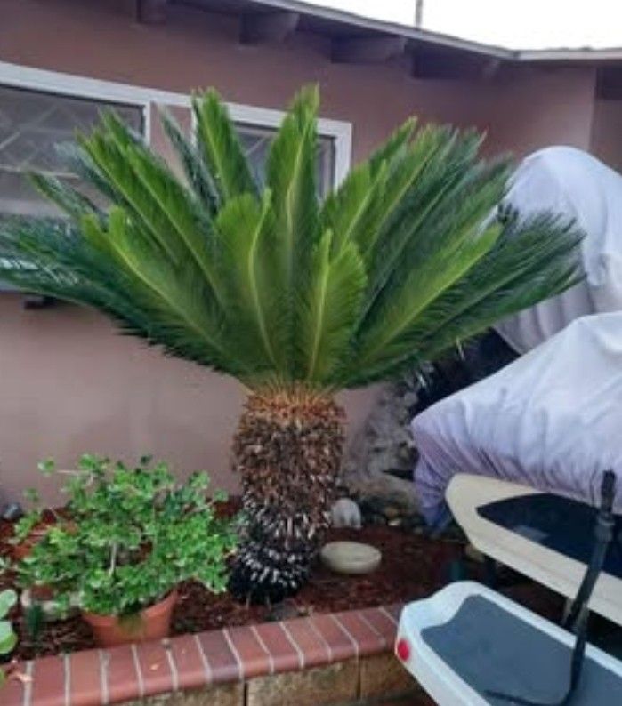 6 ft Sego Palm