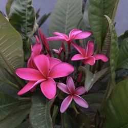 Established Plumeria deep red Scott Pratt