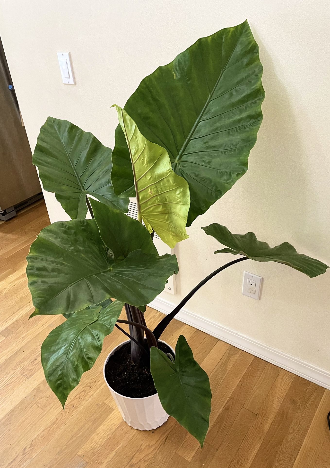 Live 5ft. Dark Star Alocasia / 2 in 1 Pot / Free Delivery Available 