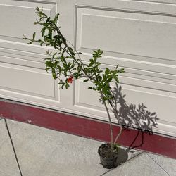 Red Ruby Pomegranate fruit tree plant