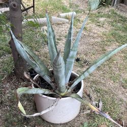 Agave Plant In Pot