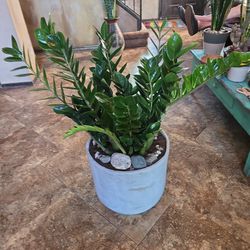 Very Large And Healthy ZZ Plant In Cement Looking Ceramic Pot 