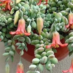 Cotyledon Pending Rara Suculentas  $22 Cada Uno