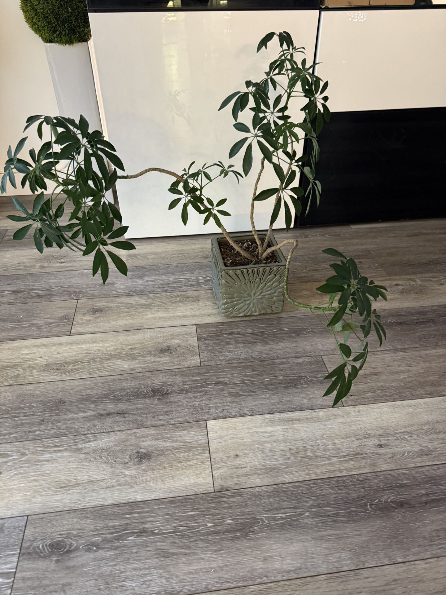Umbrella Plant In Ceramic Pot