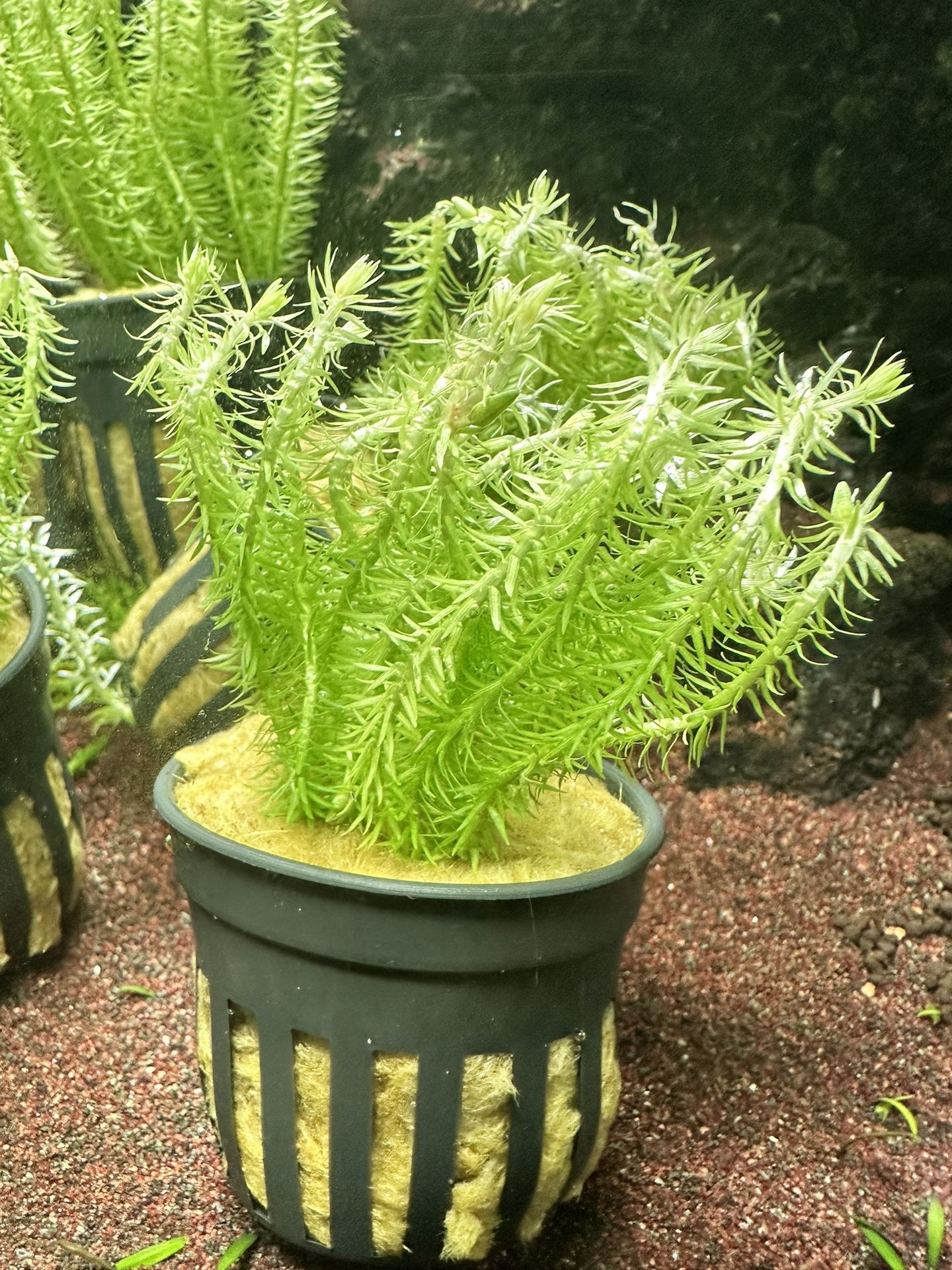 Mayaca Fluviatilis – Live Aquatic Plant For Aquascape Aquascaping Planted Fish Tank Freshwater Plants 