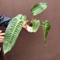 6” anthurium veitchii XXL 2 plants in pot 