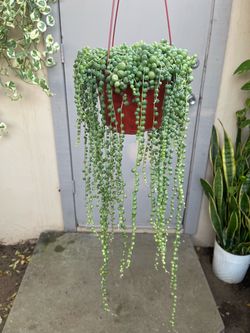 String of Pearls Succulent Trailing Plant 6” Hanging Pot