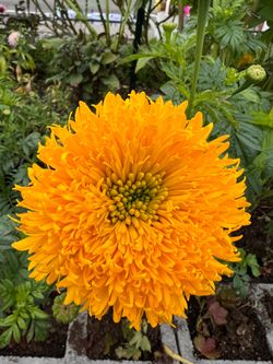 Marigold mission giant