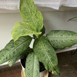 Very nice plant for inside!  Potted 