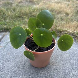 Chinese Money Plant (Pilea) - 10$