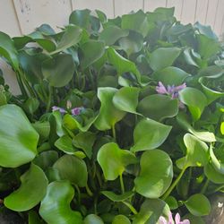 Pond Plants Blooms Purple 