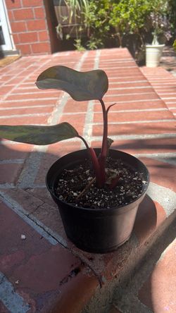 Philodendron strawberry shake