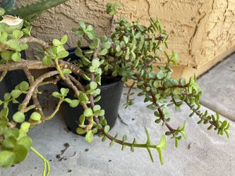 Elephant Food Portulacaria Afra Succulents