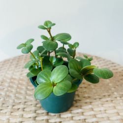 Peperomia Hope Plants