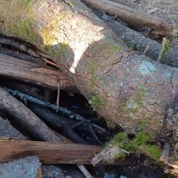 Burro Bump Trunk/ Log