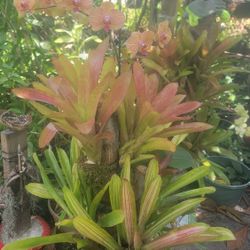 Trunk With Bromelias And Irchid