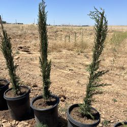 Spartan Juniper For Sale 5 Gallon Container
