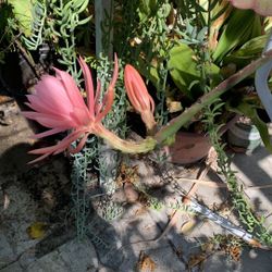 Epiphyllum Pot 35$ Pink Color 