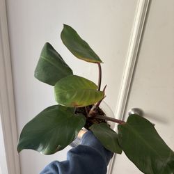 Red Glory Philodendron 