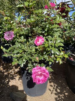 15 Gallons Pink Iceberg Roses