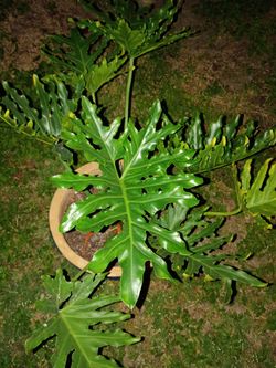Plant and good condition... indoor plant