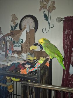ISO female adult parrot