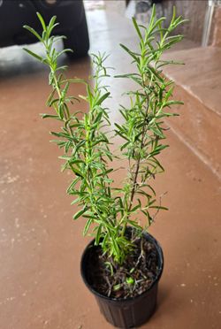 Planta rosemary
