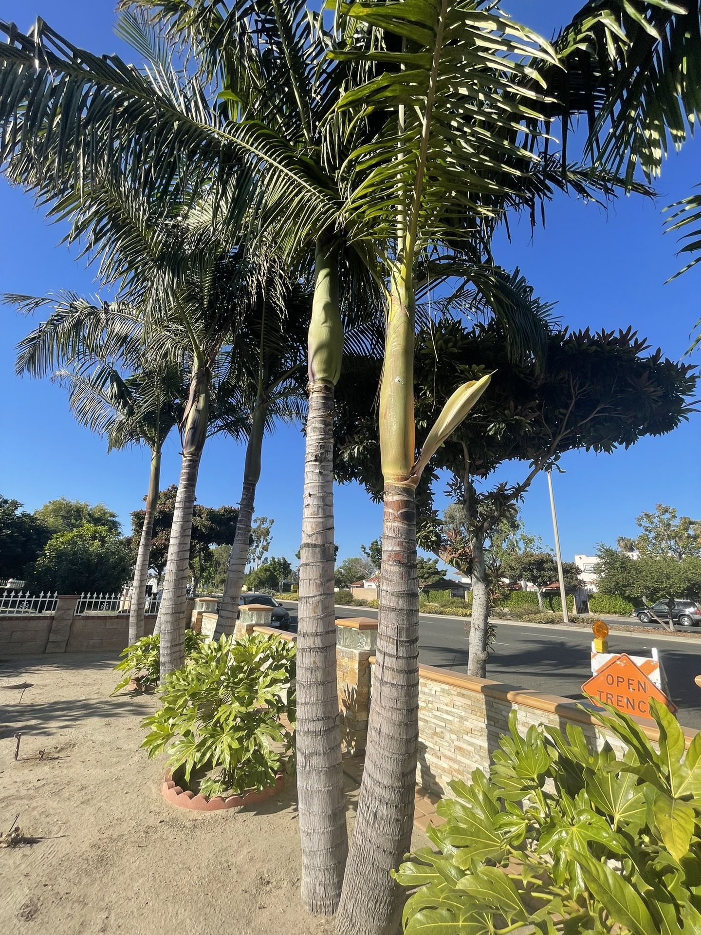 $150 per Pair King Palm Trees