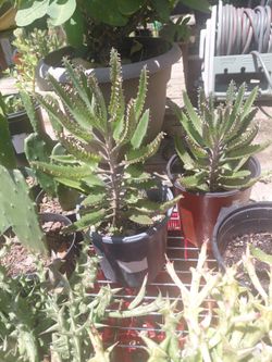 Kalanchoe Mother Of Millions Succulent