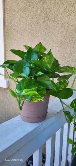 🪴 Bushy Golden Pothos/Pothos Plant 7" Pot | Healthy Indoor Houseplant
