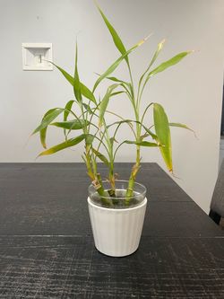House Plant