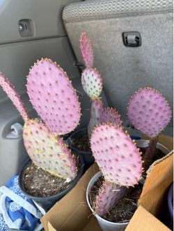 Purple cactus Santa Rita