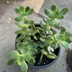 Suculenta