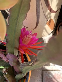 Epiphyllums Orchid CUTTING Cactus Hot Pink Flowers Houseplant