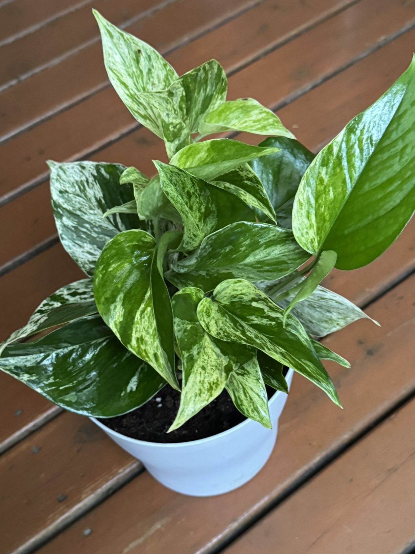 Marble Queen Pothos