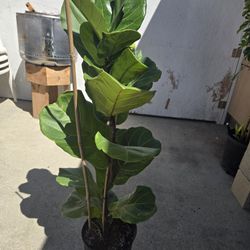 Fiddle Leaf Fig Plant Tree