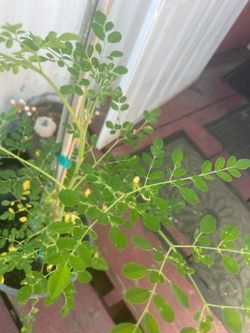 Moringa tree