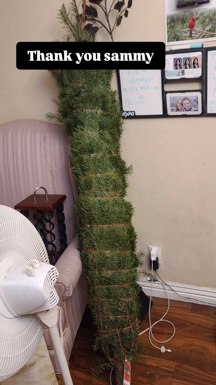 Christmas Tree 5ft Tall Douglas Fir