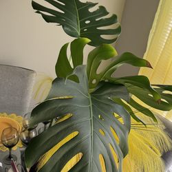Monstera   Delicious house plant