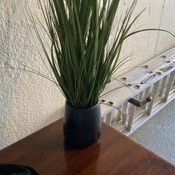 Indoor Plant  Thumbnail